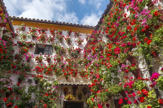Many red geraniums in flower pots in the courtyard on a house wall, Fiesta de los Patios, C&oacute;rdoba, Andalusia, Spain
