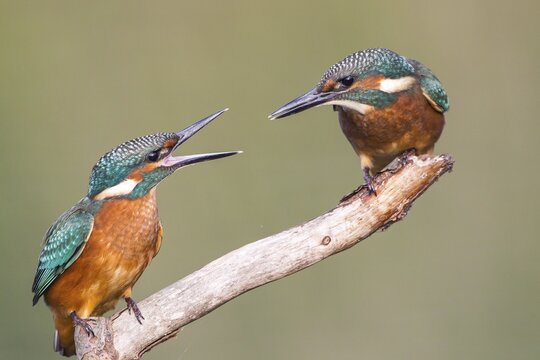 Two young Kingfishers (Alcedo atthis) argueing about their perch, North Hesse, Hesse, Germany
