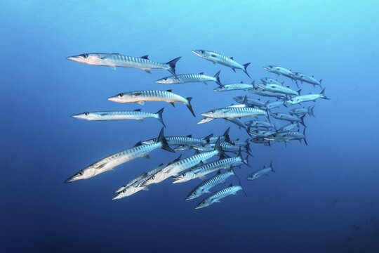 Swarm of fish Blackfin barracuda (Sphyraena qenie), swimming in blue water, Pacific Ocean, Sulu Lake, Tubbataha Reef National Marine Park, Palawan Province, Philippines