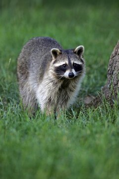 Raccoon (Procyon lotor), adult, watchful, captive