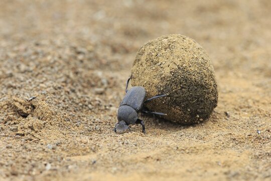 Dung beetle (Scarabaeus sacer), adult, rolling dung ball, elephant dung for egg deposition, Saint Lucia Estuary, iSimangaliso Wetland Park, Kwazulu Natal, South Africa