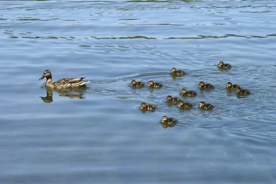 Mallard (Anas platyrhynchos) swimming with ducklings, Lake Lucerne, Luzern, Canton of Lucerne, Switzerland