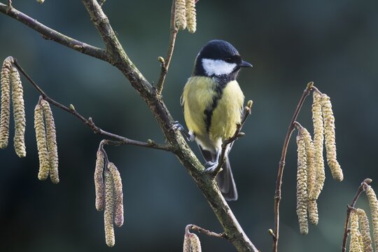 Great tit (Parus major) sits on twig of a Hazelnut (Corylus avellana), Emsland, Lower Saxony, Germany