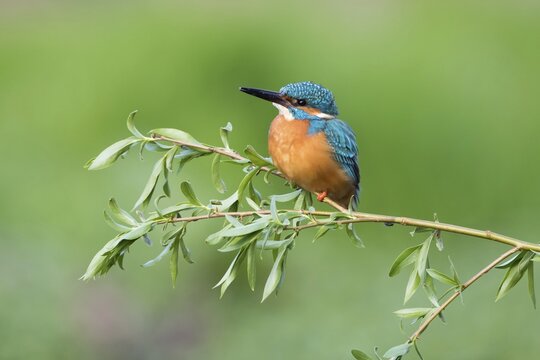 Kingfisher (Alcedo atthis), male on willow branch, Hesse, Germany