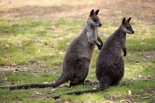 Swamp Wallabies (Wallabia bicolor), animal couple, Mount Lofty, South Australia, Australia