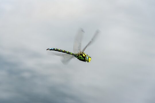 Southern Hawker (Aeshna cyanea), male in flight over water, Upper Austria, Austria