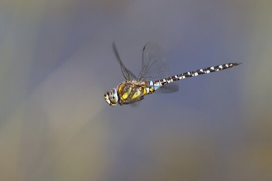 Migrant Hawker (Aeshna mixta) in flight, North Hesse, Hesse, Germany