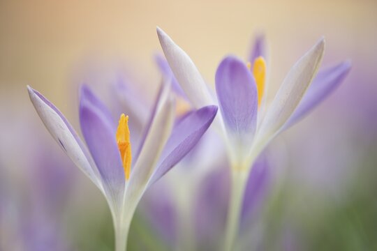 Woodland crocus (Crocus tommasinianus), Lower Saxony, Germany