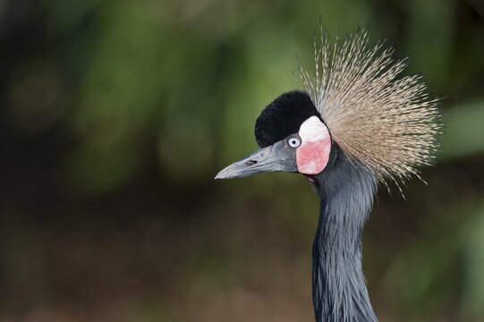 West African Crowned Crane (Balearica pavonina pavonina), portrait, captive