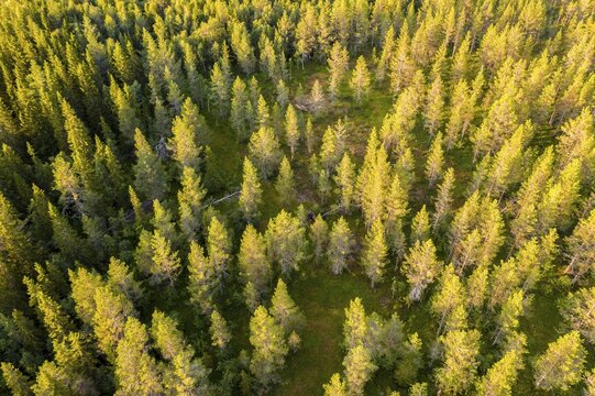 Aerial view, bird's eye view, Boreal coniferous forest from above, Namsskogan, Tr&oslash;ndelag, Norway