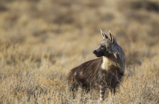 Brown hyena (Hyaena brunnea) in dry savanna, Kalahari Desert, Kgalagadi Transfrontier Park, South Africa