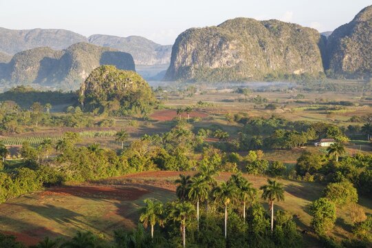The Vi&ntilde;ales Valley with its rocky hills, the unique Mogoths and scattered Royal palms (Roystonea regia), Vi&ntilde;ales, Cuba