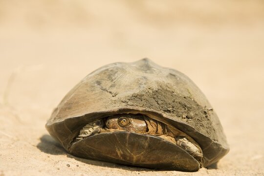 Pan Hinged Terrapin (Pelusios subniger), it typically pulls its head to one side under the carapace when threatened, Kafue National Park, Zambia