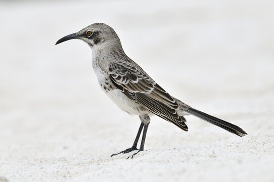 Hood Mockingbird (Nesomimus macdonaldi), Galapagos, Ecuador, South America