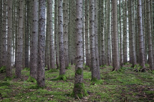 Monoculture, spruce, spruce forest, near Sonthofen, Oberallg&auml;u, Allg&auml;u, Bavaria, Germany