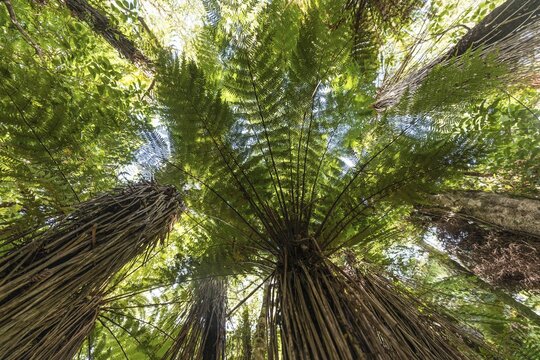 New Zealand rainforest, fern trees (Cyatheales), The Catlins, Otago region, Southland, New Zealand