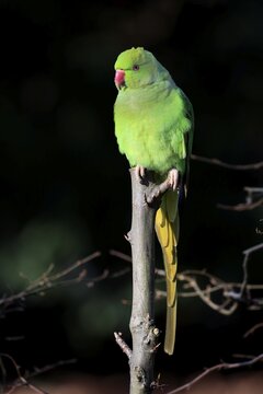 Rose-ringed parakeet or ring-necked parakeet (Psittacula krameri), adult on tree, Baden-W&uuml;rttemberg, Germany