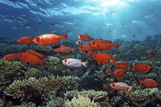Shoal of Common Bigeye (Priacanthus hamrur) swimming backlit over coral reef, Red Sea, Aqaba, Kingdom of Jordan