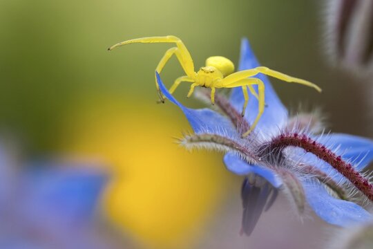 Goldenrod crab spider (Misumena vatia), hunting for blossom, Borage (Borago officinalis), Hesse, Germany