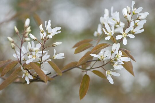 Canadian serviceberry (Amelanchier canadensis), blossoms, Lower Saxony, Germany