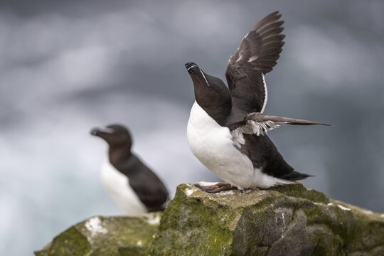 Common guillemot (Uria aalge), Skoruv&iacute;kurbjarg bird cliff, Langanes Peninsula, Nor&eth;urland eystra, Iceland