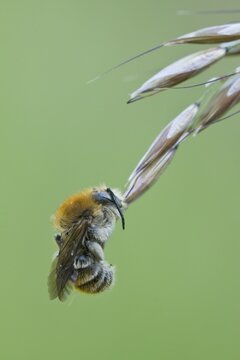 Common carder bee (Megabombus pascuorum)
