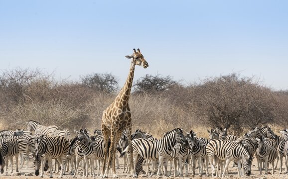 Giraffe (Giraffa camelopardis) and herd of Burchell's Zebras (Equus quagga burchellii) at the Tsumcor water hole, Etosha National Park, Namibia