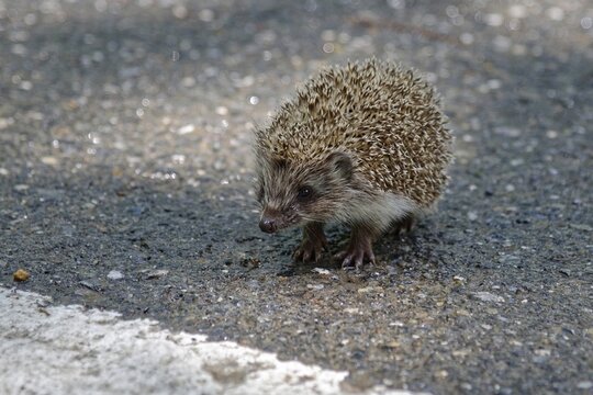 Juvenile Northern white-breasted hedgehog (Erinaceus roumanicus) Road crossing, Spondigna, Prato Allo Stelvio, Trentino-Alto Adige, Italy