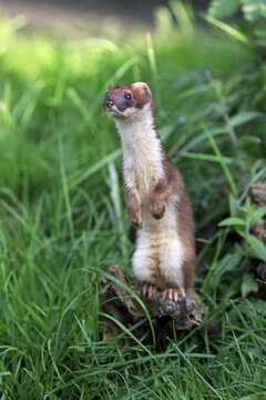 Ermine (Mustela erminea), adult, alert, standing upright, Surrey, England, United Kingdom