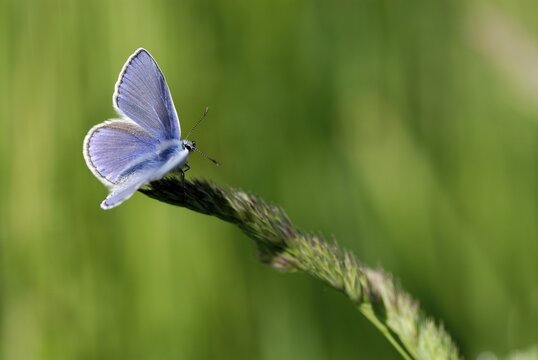 Gossamer-winged Butterfly (Lycaenidae) perched on a blade of grass, Mindelheim, Bavaria, Germany, Europe