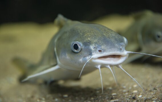 Tete Sea Catfish (Arius seemani)