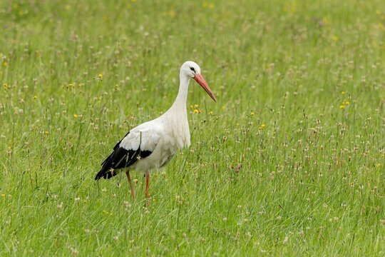 The white stork with long red beak standing in a meadow with green grass and flowers looking for food. Summer day.