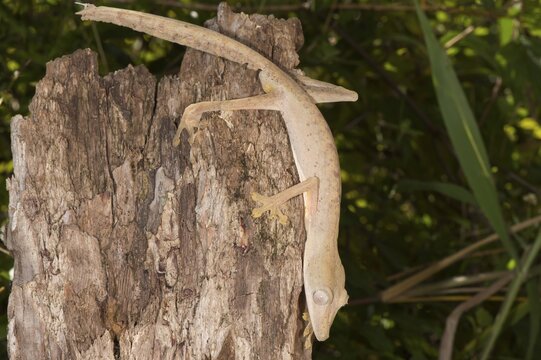 Lined Leaf-Tailed Gecko (Uroplatus lineatus), Madagascar