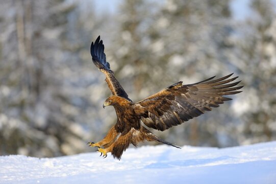 Golden Eagle (Aquila chrysaetos) in flight, landing at a bait place, Kainuu, Utaj&auml;rvi, Nordfinnland, Finland