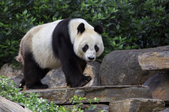 Panda (Ailuropoda melanoleuca), adult, running, captive, Adelaide, South Australia, Australia