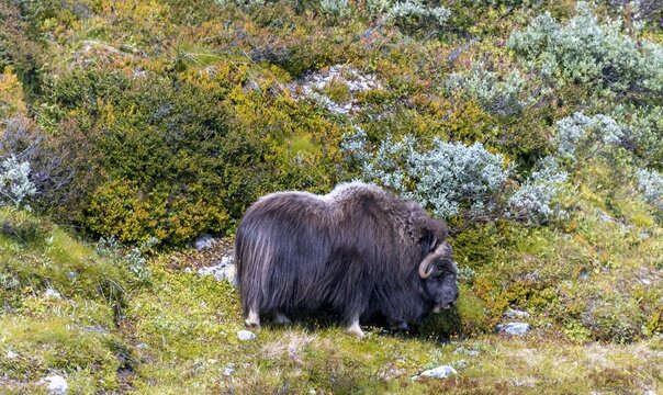 Musk ox (Ovibos moschatus) in the tundra, Dovrefjell National Park, Oppdal, Norway