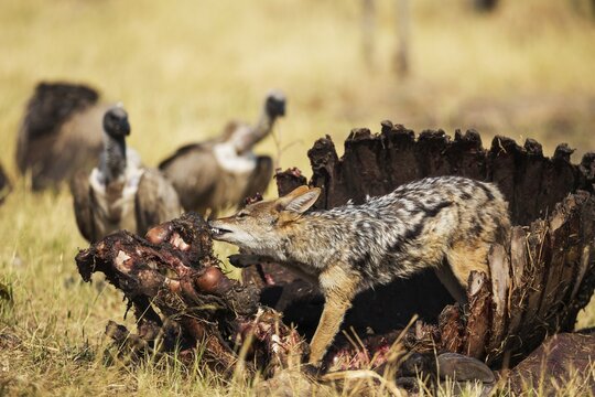 Black-backed Jackal (Canis mesomelas), at the carcass of a Cape Buffalo (Syncerus caffer caffer), in the background some White-backed Vultures (Gyps africanus), Savuti, Chobe National Park, Botswana