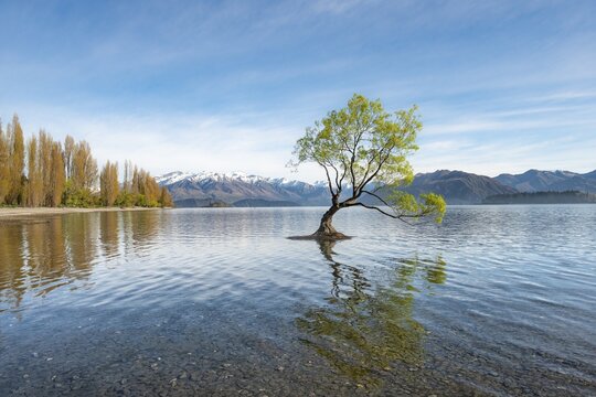 Single tree stands in water, Wanaka Lake, The Wanaka Tree, Roys Bay, Otago, South Island, New Zealand