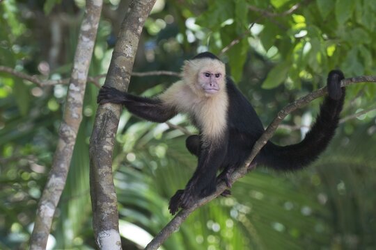 White-headed capuchin (Cebus capucinus) sitting in tree, Manuel Antonio National Park, Puntarenas Province, Costa Rica