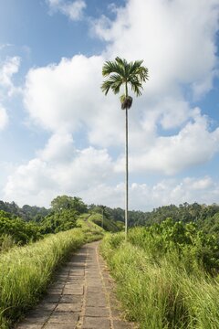 Hiking trail, paved path through tropical vegetation, Campuhan Ridge Walk, Bukit Campuhan, Tjampuhan's Sacred Hill, Ubud, Bali, Indonesia