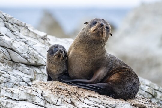 New Zealand fur seals (Arctocephalus forsteri), dam with young on rock, Kaikoura, Canterbury, South Island, New Zealand