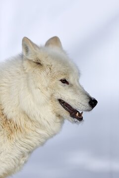 Arctic wolf, white wolf (Canis lupus arctos), adult, in winter, in snow, portrait, captive, Montana, North America, USA