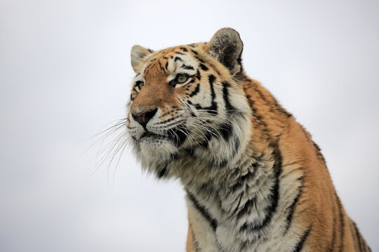 Bengal tiger (Panthera tigris tigris), adult, looking out, animal portrait, captive, England, United Kingdom