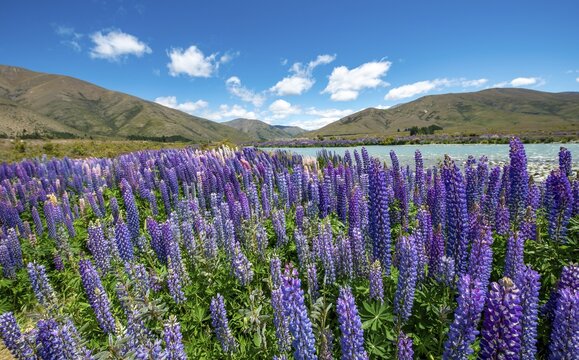 Purple flowering Large-leaved lupin (Lupinus polyphyllus), near Omarama, Otago, South Island, New Zealand
