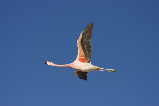 Andean Flamingo (Phoenicopterus andinus), Reserva Nacional los Flamencos, Atacama Desert, Chile, South America