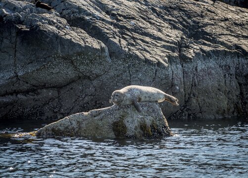 Harbor seal (Phoca vitulina) lies on a rock by the water, Pam Rock, Howe Sound, near Vancouver, British Columbia, Canada