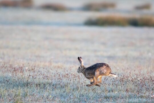 Hare (Lepus europaeus) running over field with morning dew, Hesse, Germany