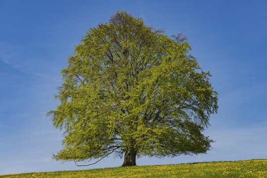 Common beech (Fagus sylvatica) in spring, solitary tree near Rieden am Forggensee, Ostallg&auml;u, Allg&auml;u, Bavaria, Germany