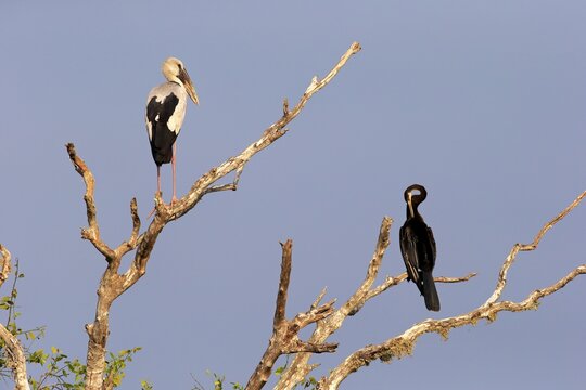 Asian openbill (Anastomus oscitans) and Oriental darter (Anhinga melanogaster), adult, sitting on a dry tree, Bundala National Park, Sri Lanka