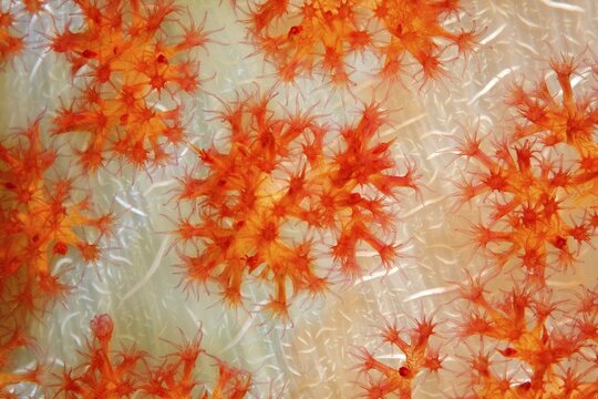 Open coral polyps on the trunk of a soft coral (Dendronephthya), coral, Pacific, Great Barrier Reef, UNESCO World Heritage, Australia
